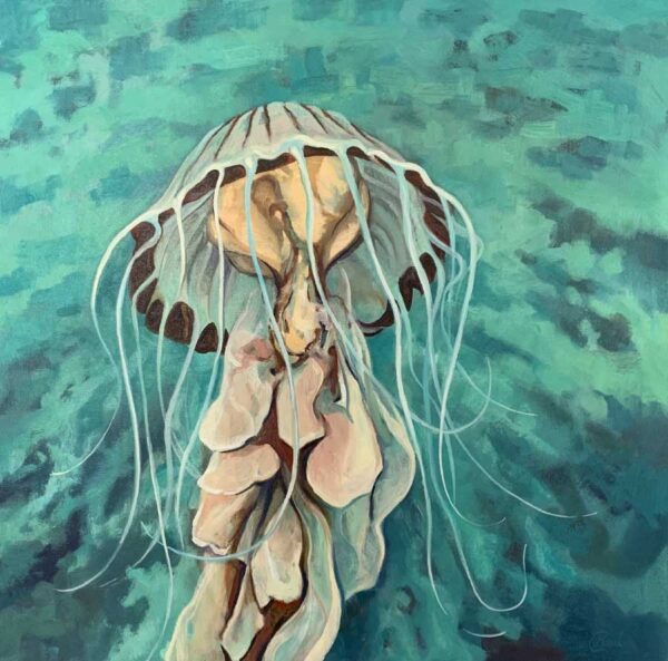 frilled-jellyfish-by-paul-darcy